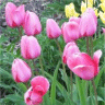 Photo des tulipes triomphe
