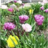 Image de fleurs des tulipes lilac perfection