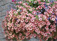 Petunia calibracoa - Image de Pétunia