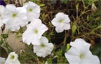 Petunia recoverer - Photo de p�tunia
