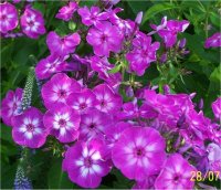 Phlox Paniculata Mauve au Coeur Blanc