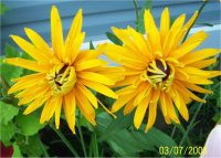 Rudbeckia Crazy sun - Image de Rudbeckie