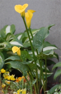 Photo de calla jaune - Zantedeschia elliottiana
