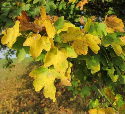 Photo d'�rable champ�tre - Acer campestre