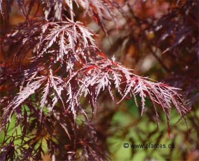 Photo des feuilles d'un �rable du japon - Acer palmatum 'Crimson Queen'