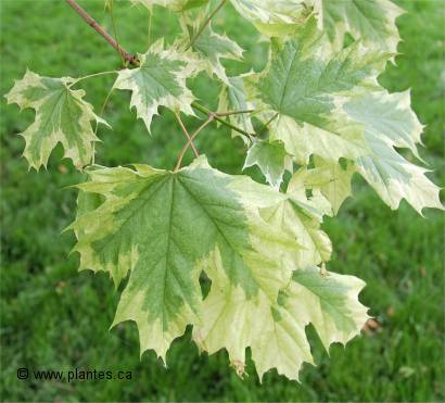 Photo des feuilles d'un érable arlequin - Acer platanoides drummondii
