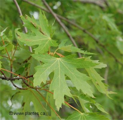 Photo des feuilles d''un �rable argent�