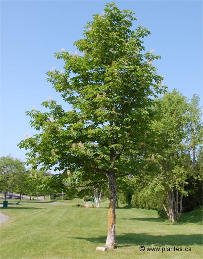 Photo de Marronnier d'Inde - Aesculus hippocastanum