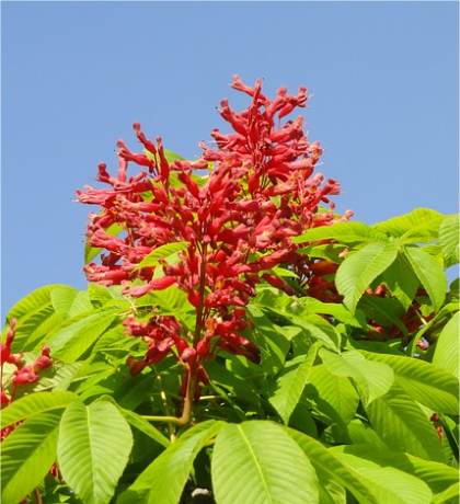 Photo de Pavier rouge - Aesculus pavia