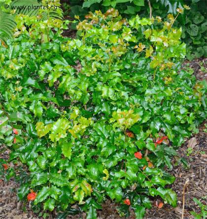 Photo de Mahonia faux houx - Berberis aquifolium
