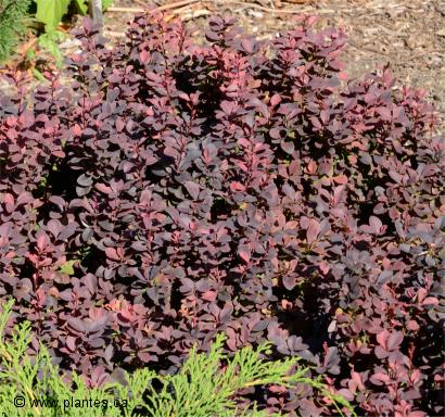 Photo d'épine-vinette - Berberis thunbergii 'Concorde'