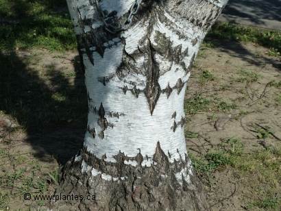 Photo de l'écorce d'un bouleau pleureur à feuilles laciniées - Betula pendula laciniata