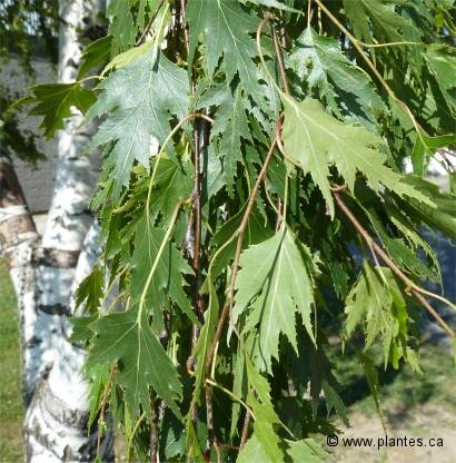 Photo des feuilles du bouleau pleureur à feuilles laciniées - Betula pendula laciniata