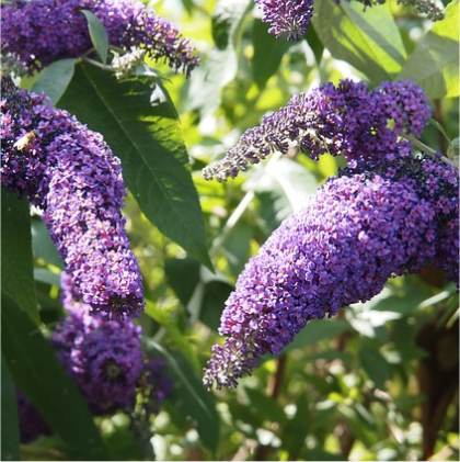 Photo d'arbre aux papillons - Buddleja davidii