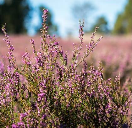 Photo de Bruyère d'été - Calluna vulgaris