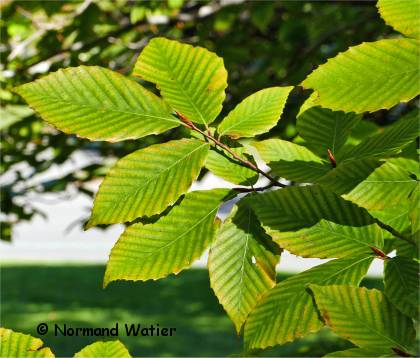 Photo des feuilles du charme d'Am�rique - Carpinus caroliniana