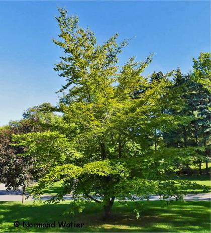 Photo d'un Charme de Caroline - Carpinus caroliniana