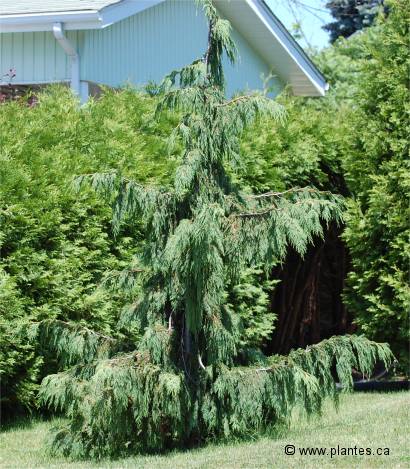 Photo d'un Faux-cyprès pleureur - Chamaecyparis nootkatensis 'pendula'