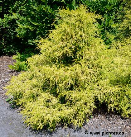 Photo d'un Faux cyprès de sawara - Chamaecyparis pisifera filifera