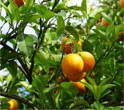 Photo de Mandarinier - Citrus reticulata