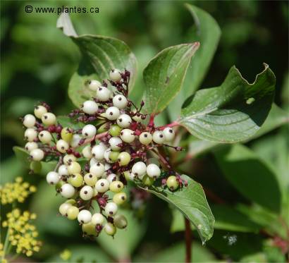 Photo des fruits du cornouiller blanc - Cornus alba