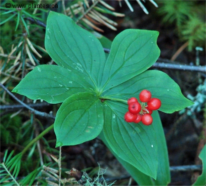 Photo des fruits du cornouiller du canada - Cornus canadensis