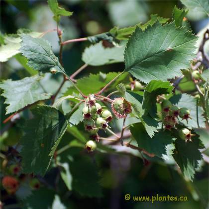 Aubépine Canadienne - Crataegus canadensis