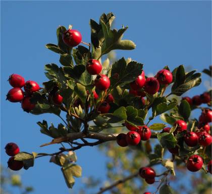 Aubépine Paul scralet - Crataegus laevigata 'Paul's scarlet'