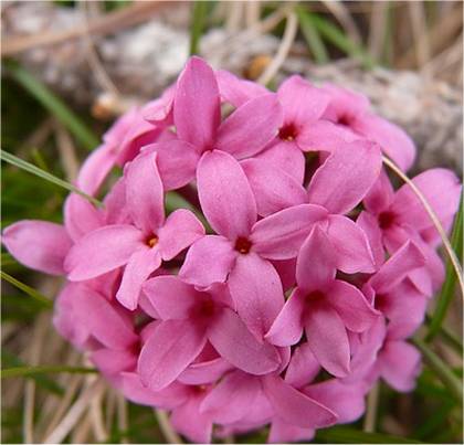 Photo des fleurs de Daphné camélée - Daphne cneorum