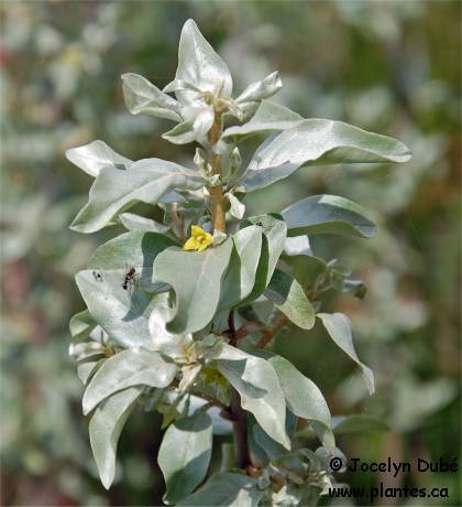 Photo d'un Chalef argenté - Elaeagnus commutata