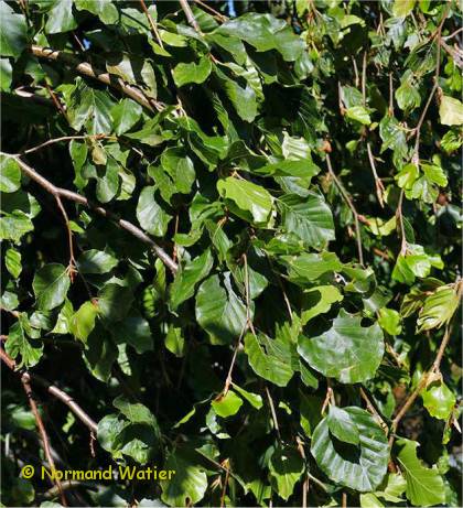 Feuillage du h�tre Europ�en - Fagus sylvatica