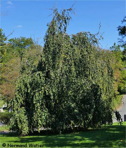 H�tre d'Europe - Fagus sylvatica