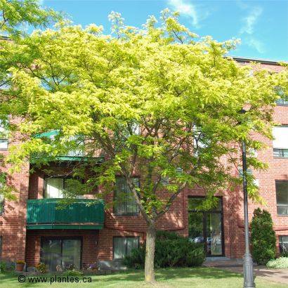 Photo d'un F�vier inerme 'Sunburst' - Gleditsia triacanthos inermis 'Sunburst'