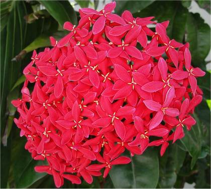 Photo d'Ixora écarlate - Ixora coccinea
