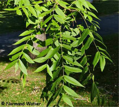 Photo de feuilles d'un noyer noir - Juglans nigra