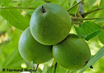 Photo des fruits d'un noyer noir - Juglans nigra