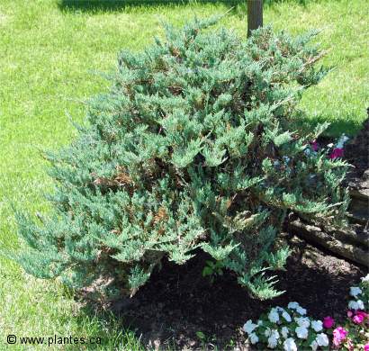 Photo d'un Genévrier sabine 'Blue danude' - Juniperus sabina
