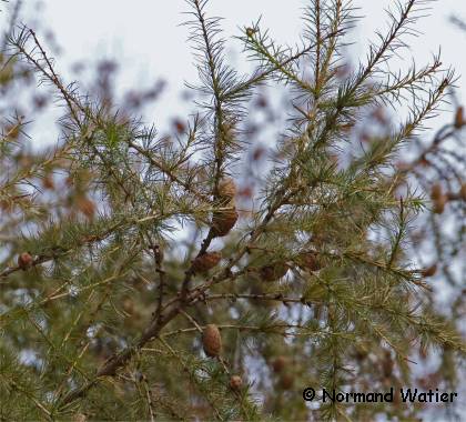 Photo du feuillage d'un mélèze d'Europe - Larix decidua