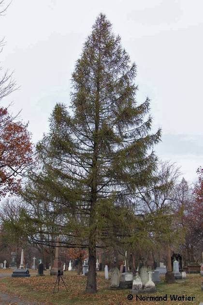 Photo d'un Mélèze d'Europe - Larix decidua