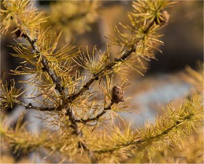 Photo d'un M�l�ze laricin - Larix laricina