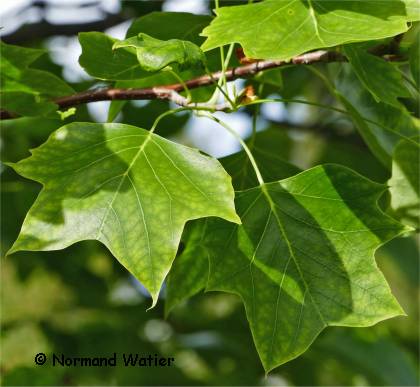 Photo du feuillage de Tulipier de Virginie - Liriodendron tulipifera