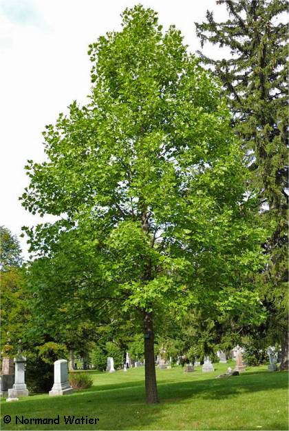 Photo de Tulipier de Virginie - Liriodendron tulipifera