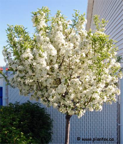 Photo de Pommetier décoratif - Malus cv