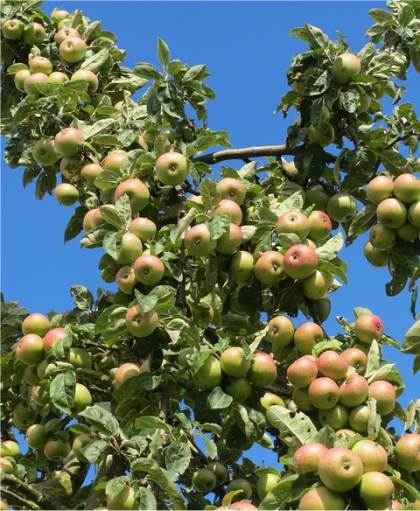 Photo de Pommier domestique - Malus domestica