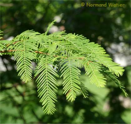 Feuillage d'un Métaséquoia - Metasequoia glyptostroboides