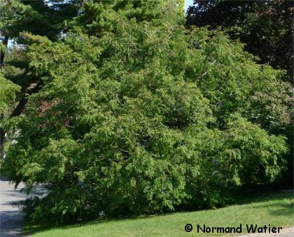 Photo d'un Métaséquoia - Metasequoia glyptostroboides