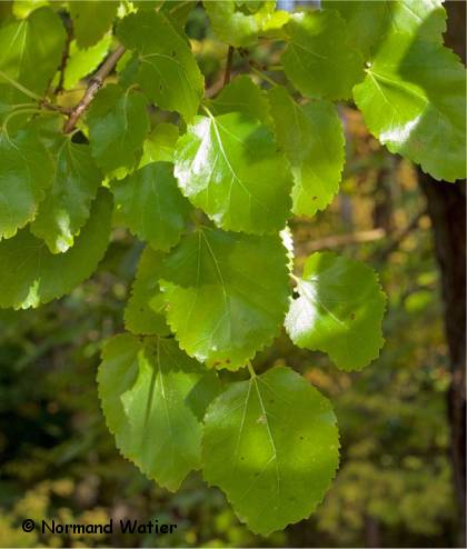 Photo du feuillage d'un mûrier blanc - Morus alba