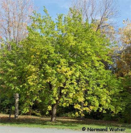 Photo de mûrier blanc - Morus alba