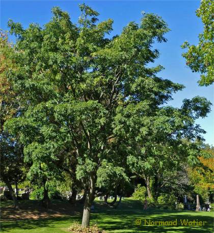 Photo d'un Arbre au liège de l'amour - Phellodendron amurense