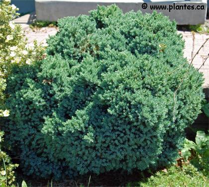 Photo d'une Épinette de Norvège - Picea abies 'Little gem'